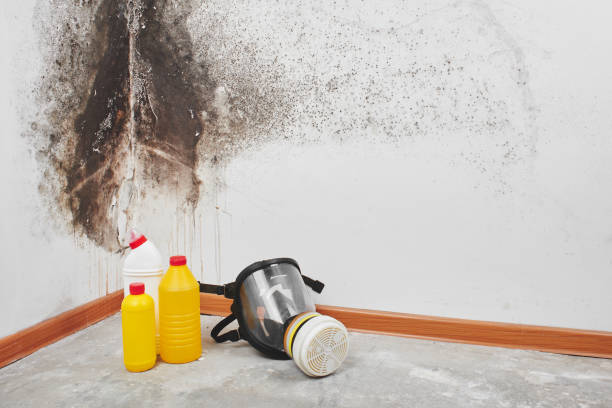 Best Residential Mold Removal  in Lamoni, IA