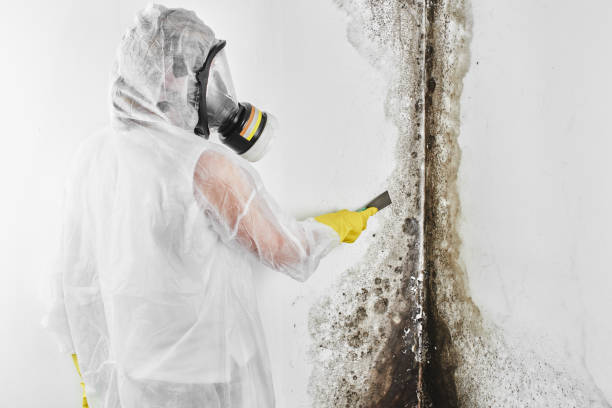 Best Professional Mold Removal  in Lamoni, IA