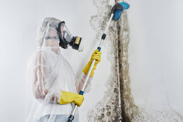 Crawl Space Mold Removal in Lamoni, IA