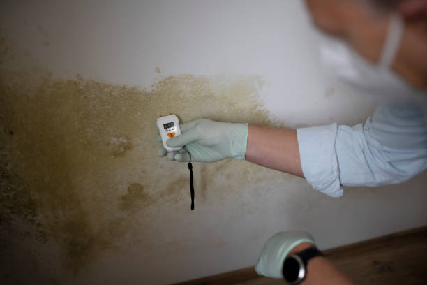 Best Attic Mold Removal  in Lamoni, IA