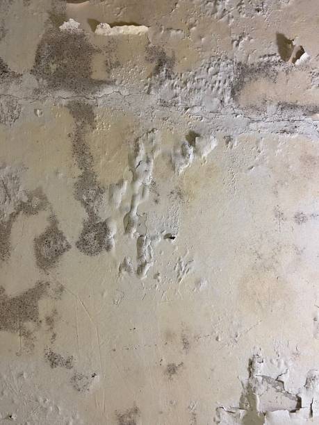 Best Mold Testing  in Lamoni, IA