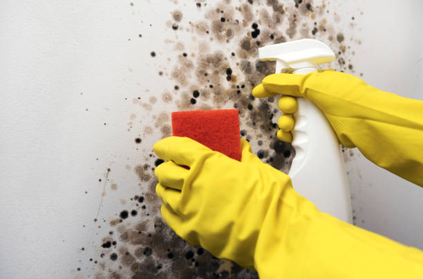 Best Emergency Mold Removal  in Lamoni, IA
