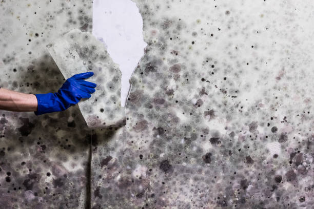 Certified Mold Removal in Lamoni, IA