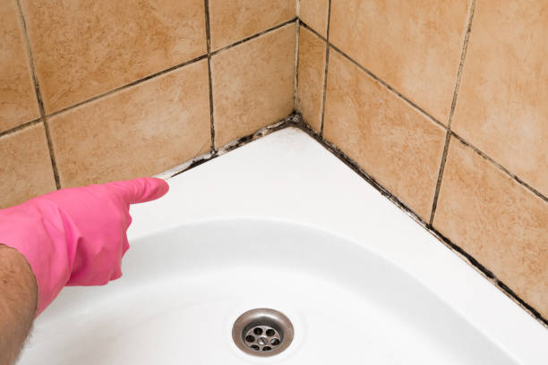 Best Mold Damage Repair  in Lamoni, IA
