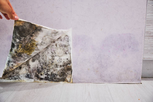Best Mold Remediation  in Lamoni, IA